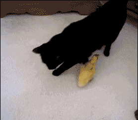 gif搞笑趣图:姑娘,你这是怎么了?结婚了怎么不高兴啊!