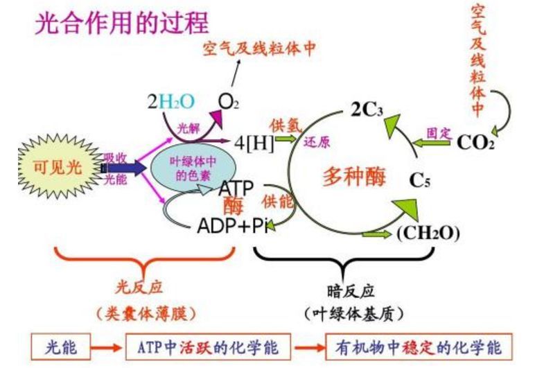 磷元素的生理作用及补充