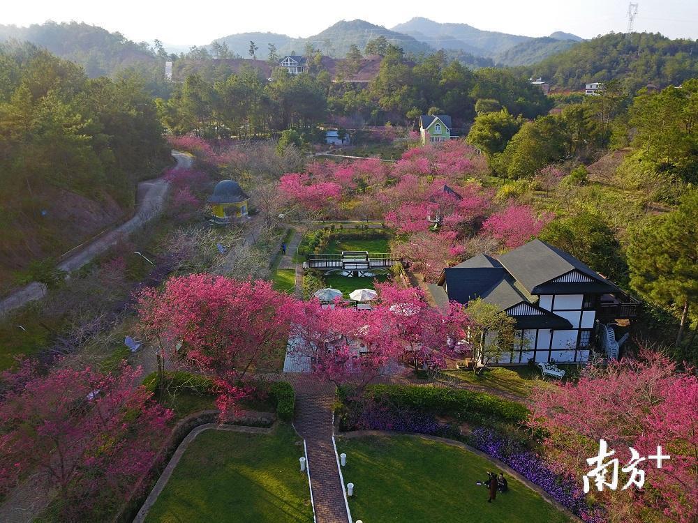 送票啦!赏樱何必去日本,梅州樱花谷@你来场新年邂逅