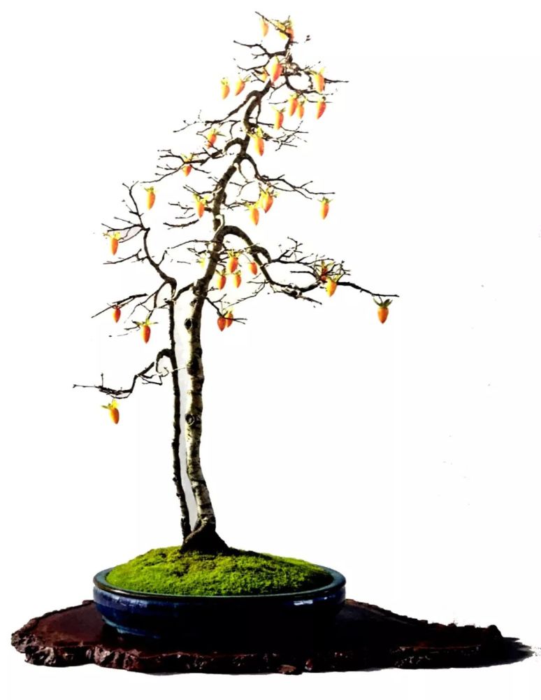 八年光景,将一株荒野金弹子制作成文人盆景,名为《秋意浓》