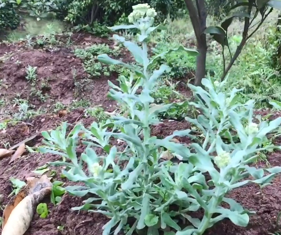 农村这种常见的野菜,叶子形似老鼠耳朵,做成糕点来吃能清热解毒
