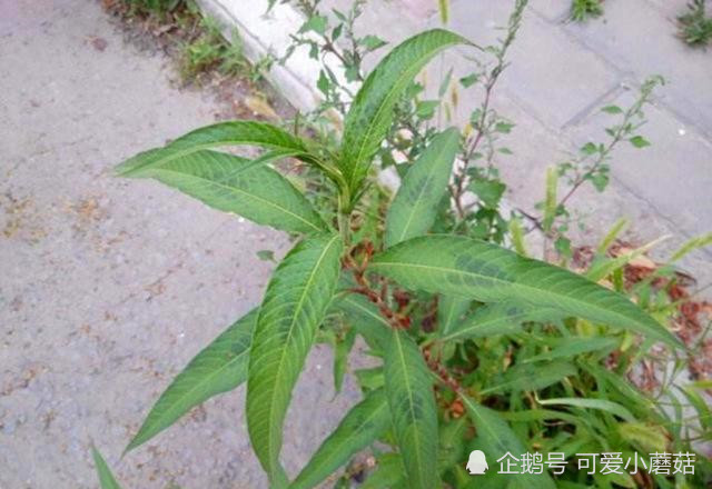 野草,风湿病,草药