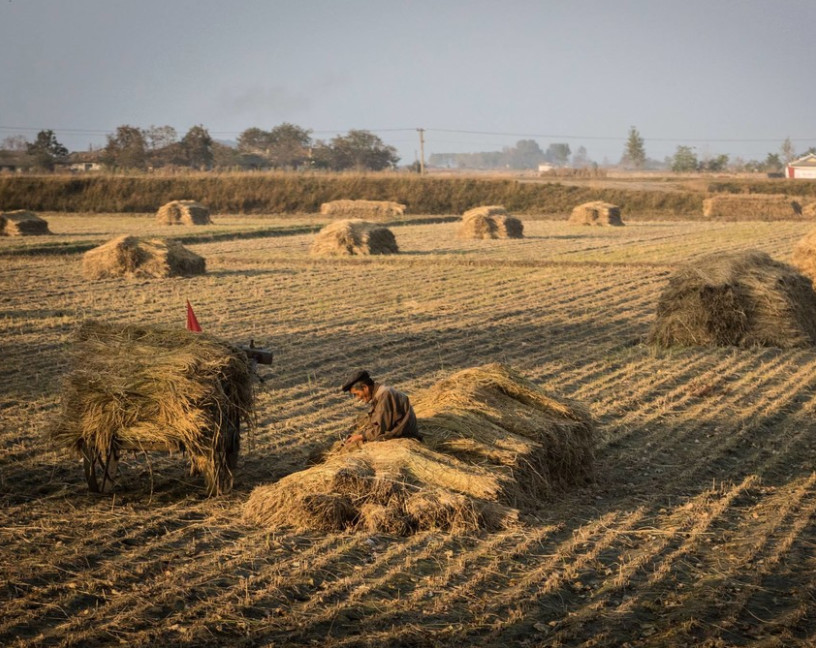 图为一名朝鲜农民坐在稻谷堆上,在朝鲜农村地区,水稻种植得比较多.