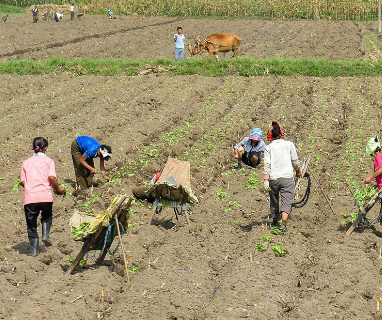 图为朝鲜农民在播种的场景,朝鲜农民下地干活可以挣工分.