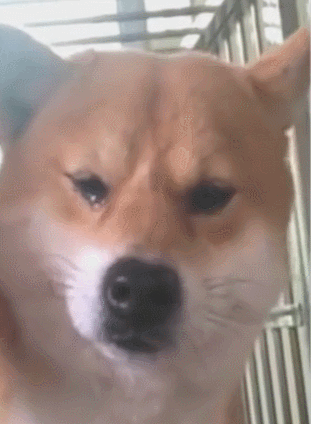 311_424竖版 竖屏gif 动态图 动图