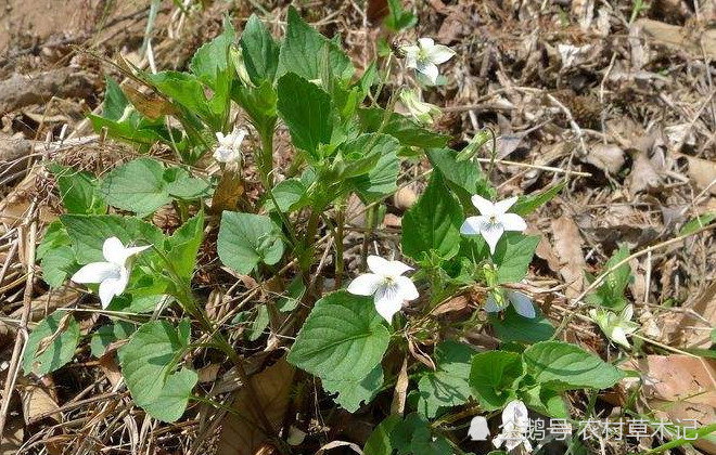 植物,鸡腿堇菜,野草,叶子,花朵