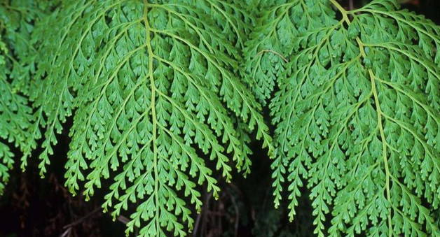 蕨有什么成语_金狗毛蕨有什么药效(3)