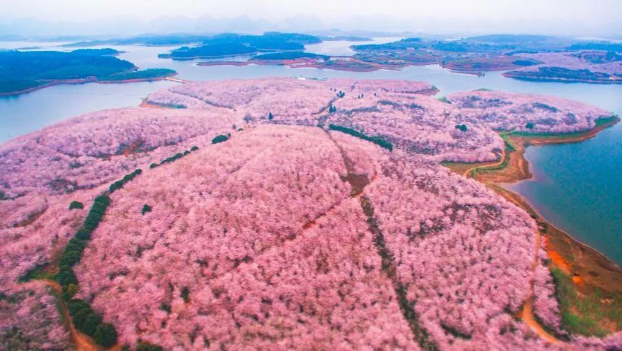 贵阳,樱花,王岗村,古镇,樱花园