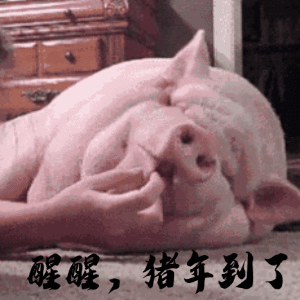 2019猪年春节搞笑,搞怪动图表情包第四集