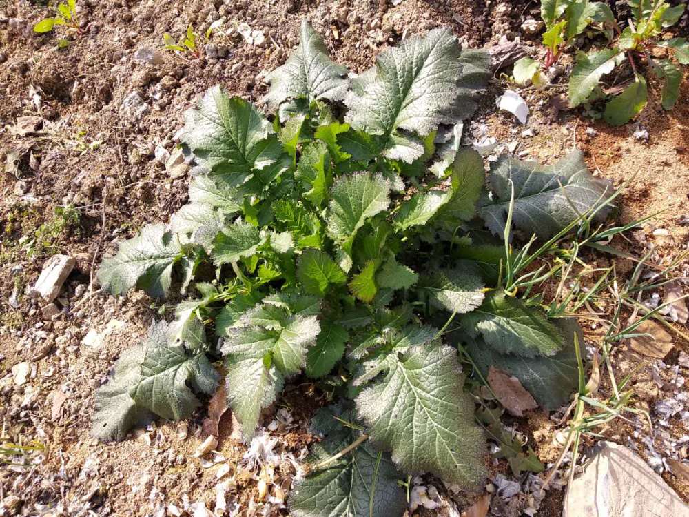 这种野菜在云贵川地区很常见,四川人叫"干油菜,陕南地区叫做"辣油菜"