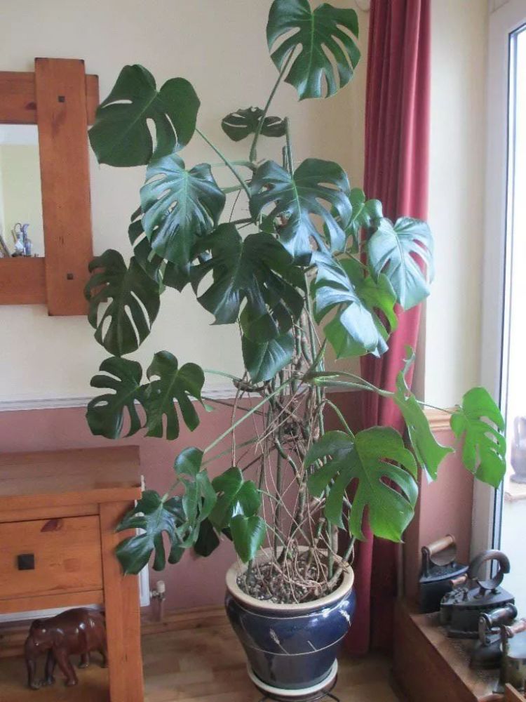 适合养在阴凉处的龟背竹盆栽,适合摆放在客厅的大型观