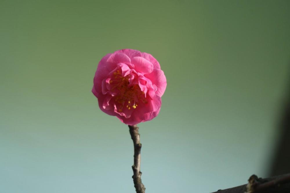 红梅花儿开:瞥眼繁华处处空,寒林独透一枝红.摄影/二三里