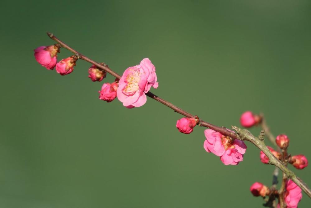 成都府南河边红梅花儿闹新春