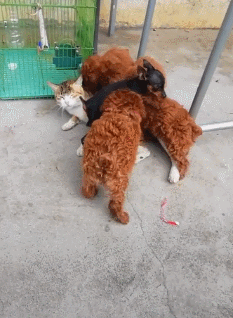 泰迪喝着猫奶长大,缠着猫咪要喝奶,猫咪被抓得生无可恋