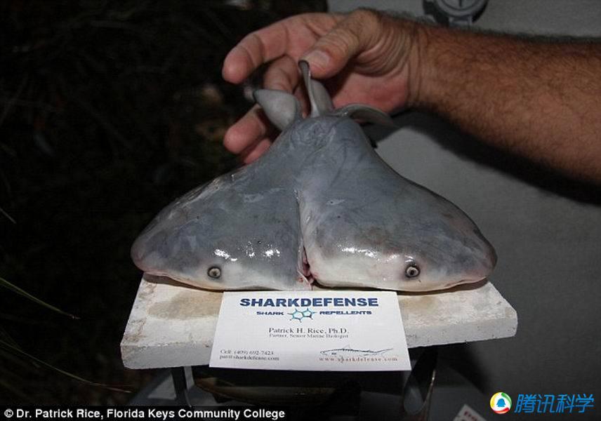近年海洋中出现大量基因突变双头鲨鱼