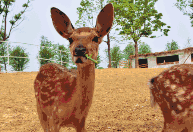 绿乐园定制:森林主题生日会 父母是孩子们成长过程中至关重要的教育