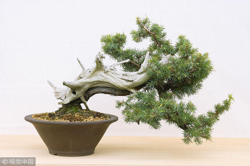 盆景欣赏:盆景除了艺术还有技术 大师盆景作品 造型气势不凡