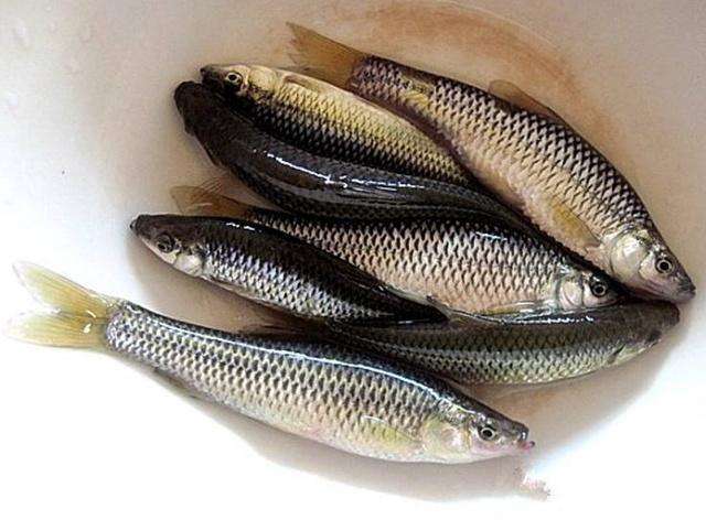 麦穗鱼,鲤鱼,钓鱼,体型,肉质