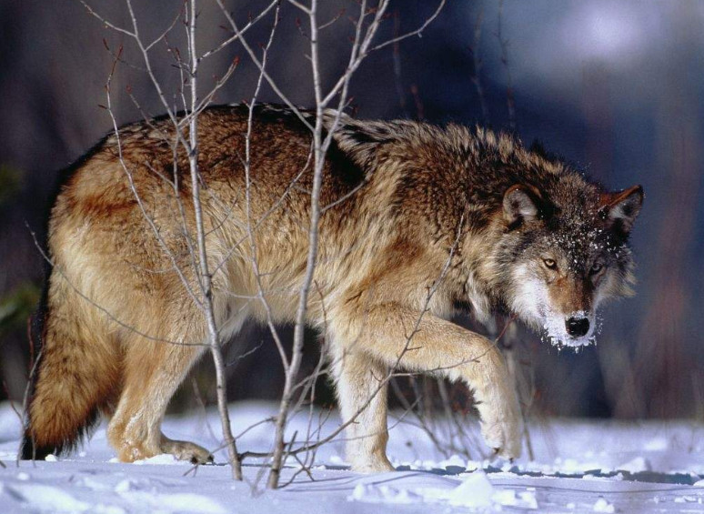 世界上最凶猛的狼:生存至今30万年,捕猎时穷追不舍,直到成功