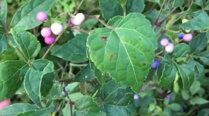 农村路边这种植物,人称"见毒消"根部极为珍贵,外面一斤40元