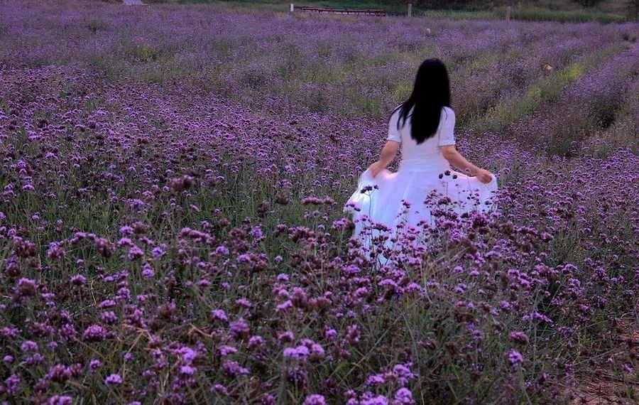 这紫色的薰衣草仿佛就是为了承托白色裙子的美丽