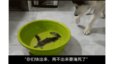 二哈无意间发现了脸盆里的鱼其实是二哈想出来的这个沙雕念头"鱼会不