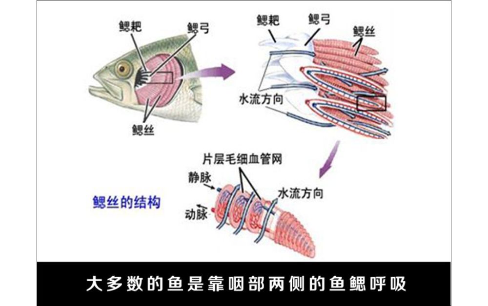 对于鱼类来说   呼吸并不是件简单的事