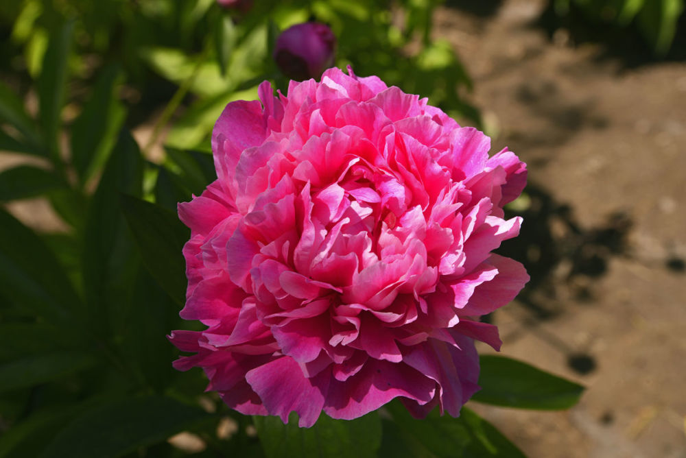 2月中旬,桃花上上签,爱情圆圆满满,携手走向婚姻殿堂的星座