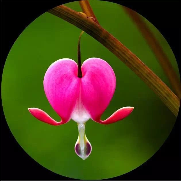 "上帝的指纹"及一些奇怪的花,世界真有趣