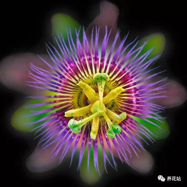 让你大开眼界的奇花异草,少见还个性十足!