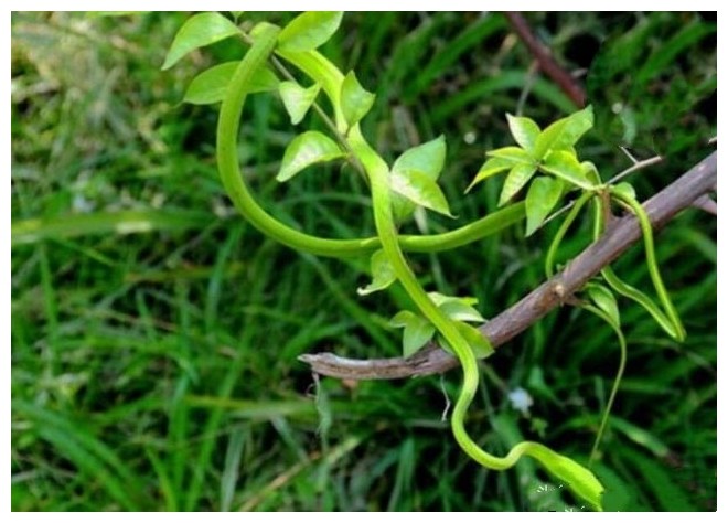 绿色植物,灌木丛,藤蛇