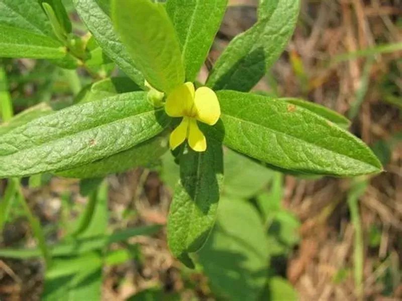 "猪牙皂"也叫皂荚,为豆科皂荚属植物.