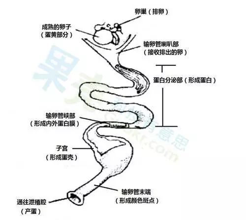 谣言粉碎机 此时, 如果有公鸡事先和母鸡交配,那么卵黄将下行至输卵管