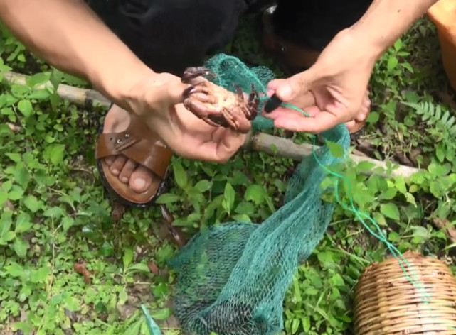 山间泉水中藏着的小可爱,原来是好吃的野味,被誉为"