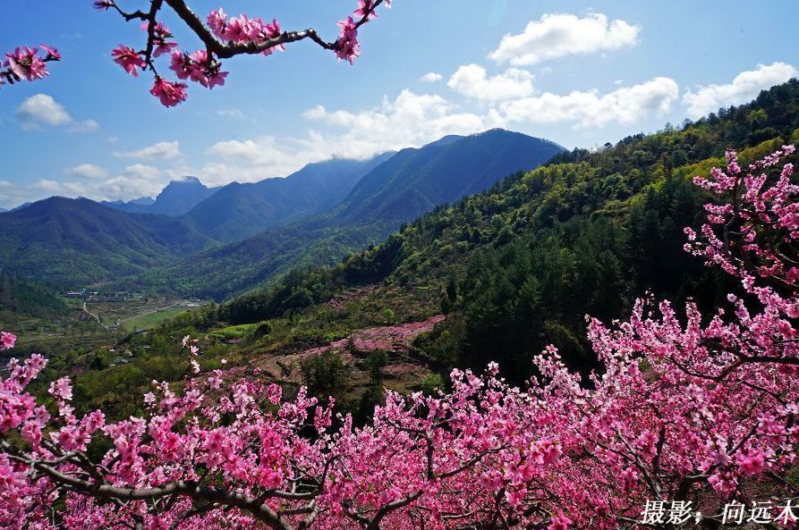 走进这里,仿佛走进一片世外桃源,满山的桃花让人沉醉不思归