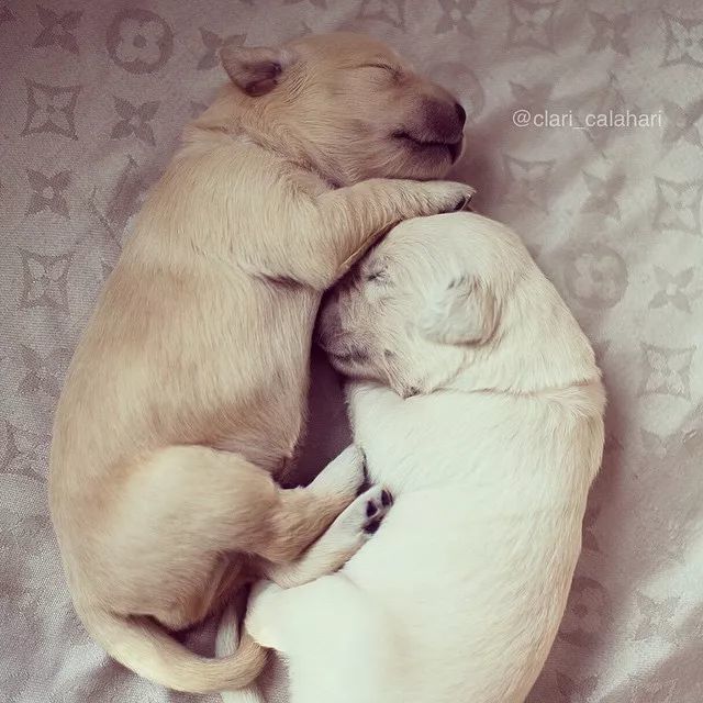 像他们这样拥抱着入睡,你会睡得更香