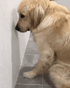 搞笑gif:这年头儿到处都是大师,这画的一幅画简直是超级溜!