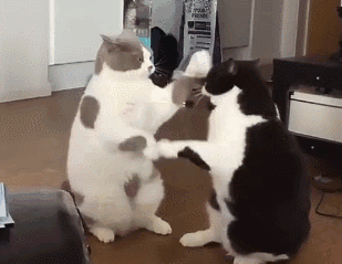 慵懒系拍手舞 铲屎官说它们平时在一起玩耍时 还会一言不合就打拳拍手