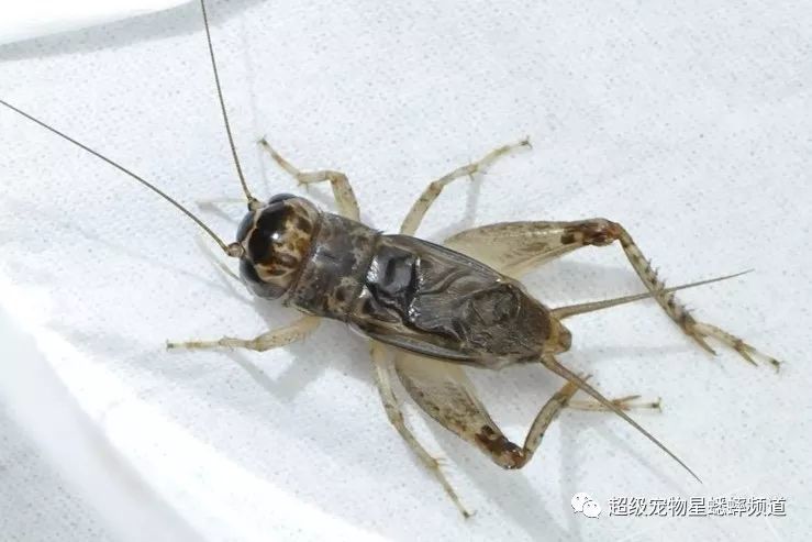 此虫头如珍珠,墨黑头皮,银色扁白麻斗丝,浅蓝项色,淡银翅如蝉翼,白