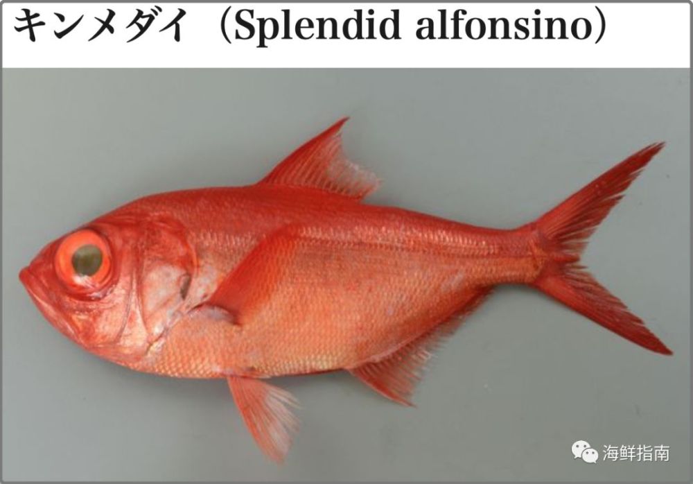 金目鲷,南洋金目鲷,大眼鸡……怎样分清楚这些红色鱼?