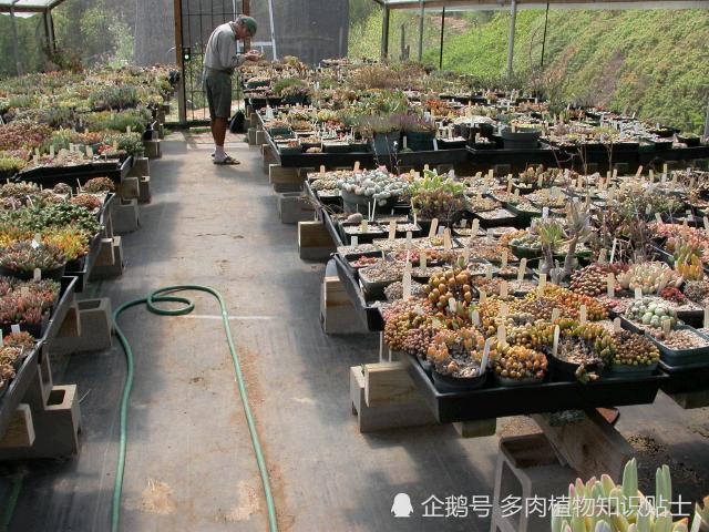 为了多肉植物 国外大神在后花园建温室 看点快报