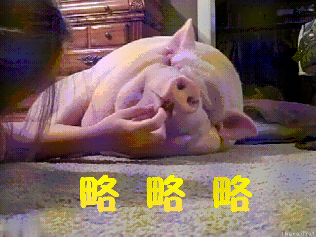有麻醉作用,而且猪特别怕热,就不会乱动,所以,猪特别爱睡觉