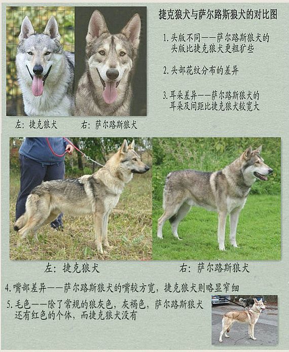 捷克狼犬与萨尔路斯狼犬,塔马斯堪狼犬对比