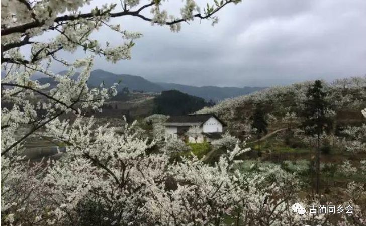 春游赏花踏青 供稿:邱顺利 长坪村简介 长坪村位于古蔺县石宝镇东南