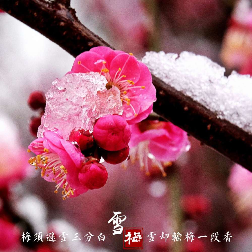 雪梅
