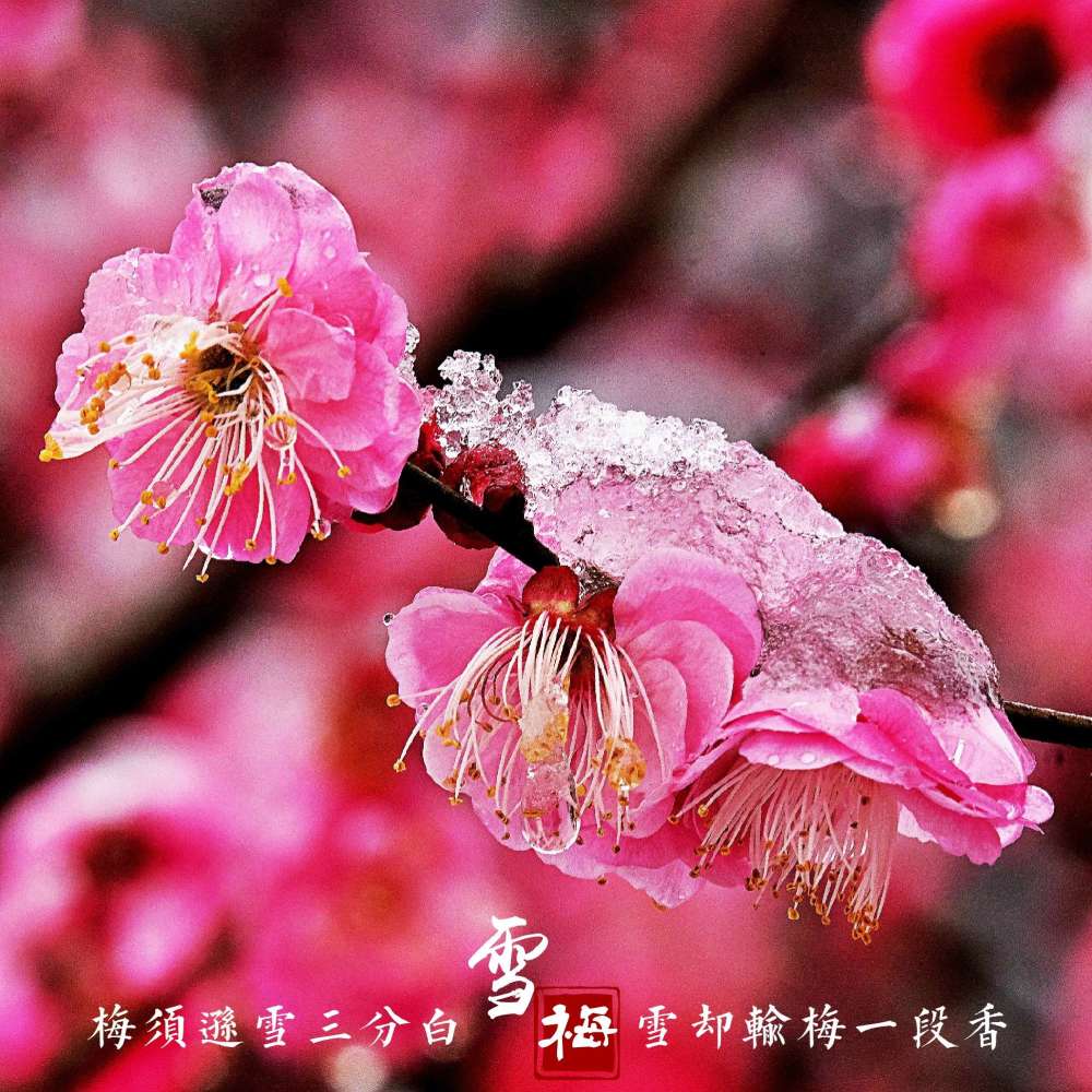 雪梅