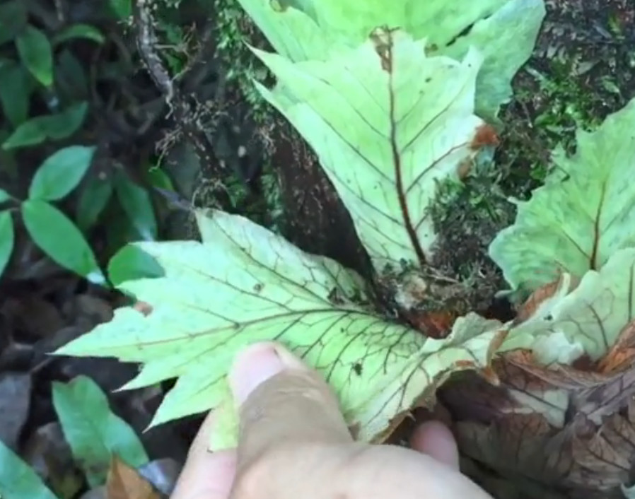 这种长在树上的奇葩野草,层层叶片盖住毛毛的根,你知道是啥吗?