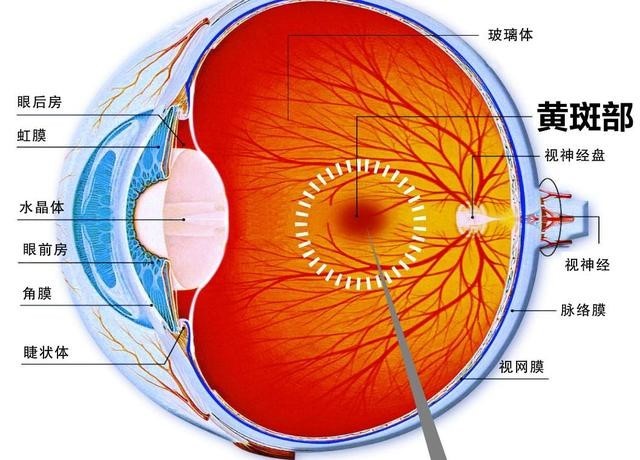 只因玩手机导致眼部黄斑病变?专家:手机没有那个能量