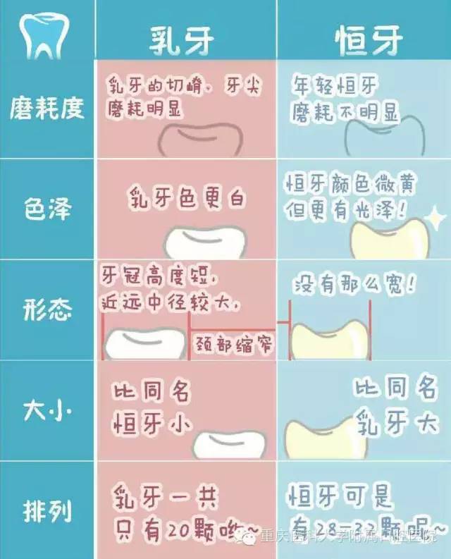 完整的乳牙列对儿童的正常 发音非常重要   (图为乳牙和恒牙的区别)