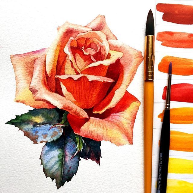 一组大神笔下的水彩玫瑰插画分享!